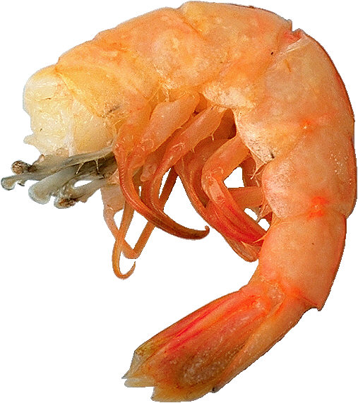 crevettes